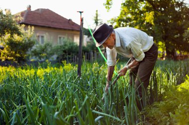 Old man weeding the garden clipart