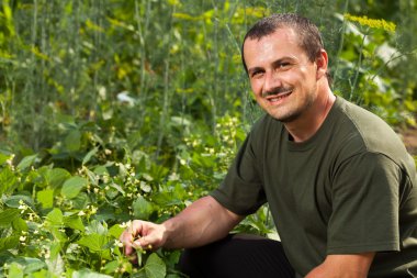 Farmer near a field of broad beans plants clipart