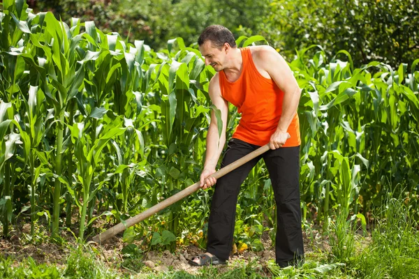 Jungbauer jätet auf einem Maisfeld — Stockfoto