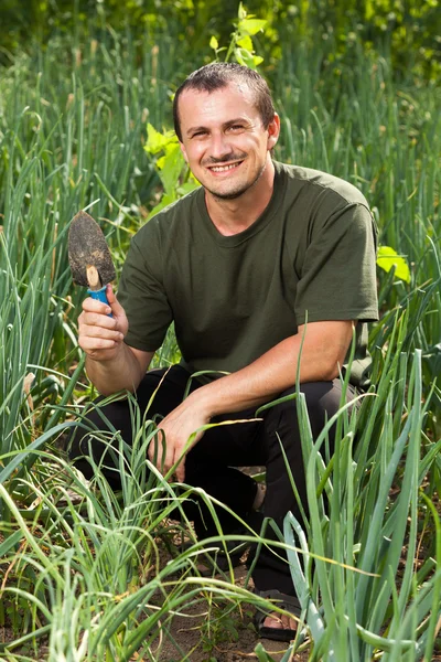 庭師はタマネギ畑で草刈り — ストック写真