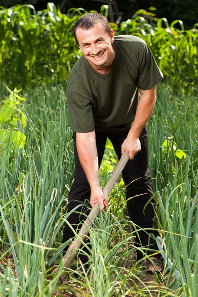 Gärtner auf einem Zwiebelfeld, jätet Unkraut — Stockfoto