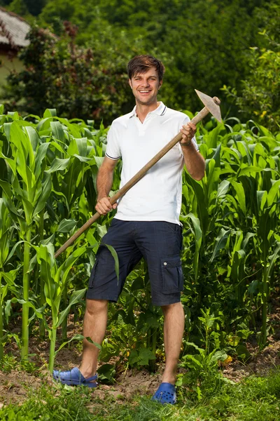 Młody rolnik w pobliżu pola kukurydzy — Zdjęcie stockowe