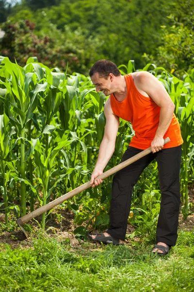 Unga jordbrukare ogräsrensning i ett majsfält — Stockfoto