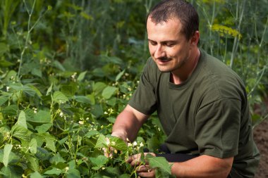 Farmer near a field of broad beans plants clipart