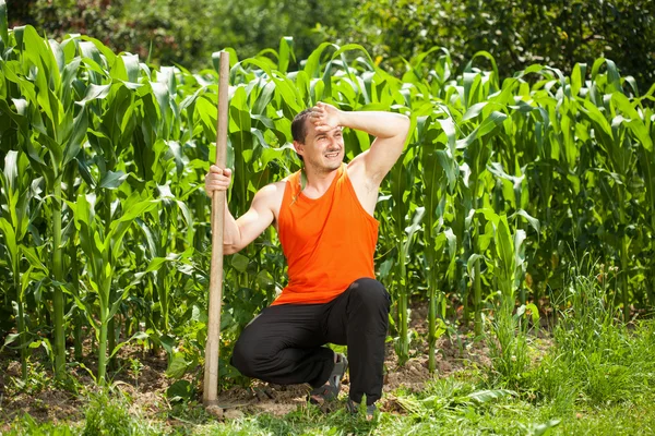 Mladý zemědělec poblíž kukuřičné pole — Stock fotografie