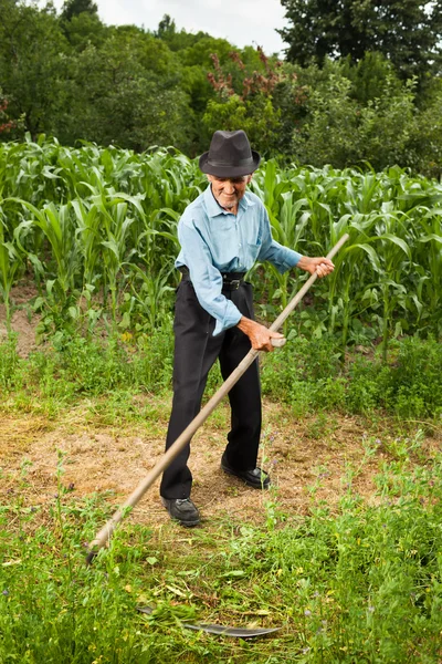 Granjero mayor segando la hierba con guadaña —  Fotos de Stock