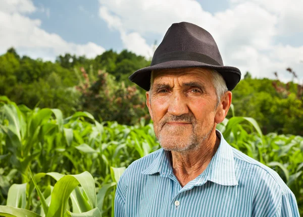 Fermier âgé avec un champ de maïs en arrière-plan — Photo