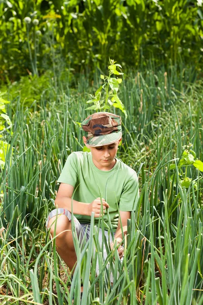 Αγόρι σε έναν χορτοτάπητα των κρεμμυδιών — Φωτογραφία Αρχείου