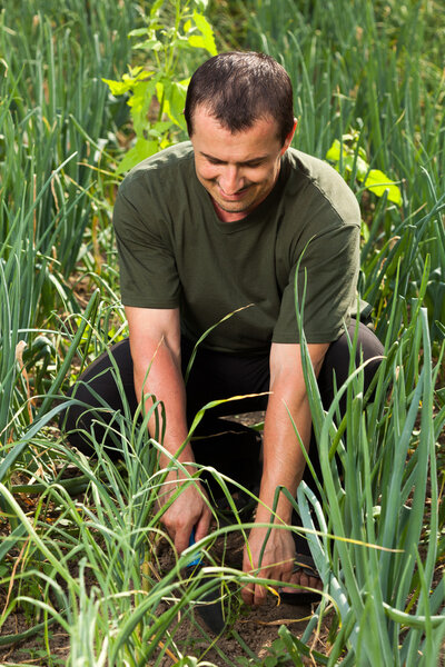 Gardener in an onion field, weeding