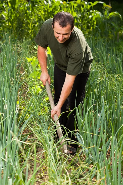 Jardinero en un campo de cebolla, deshierbe — Foto de Stock