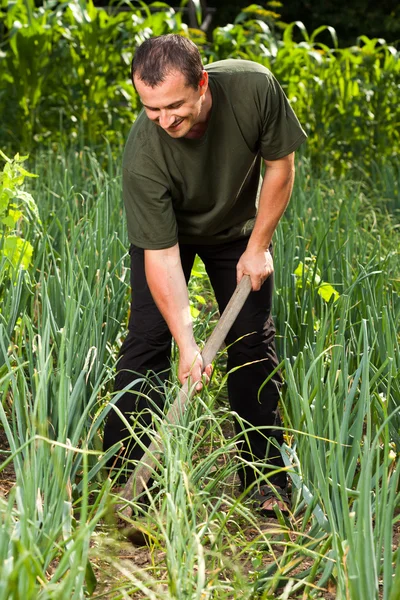 Gärtner auf einem Zwiebelfeld, jätet Unkraut — Stockfoto