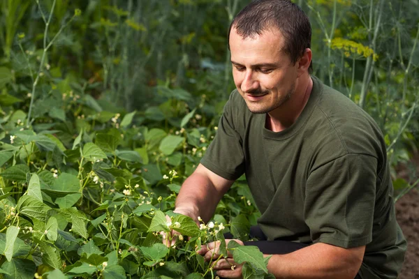 Farmer near a field of broad beans plants — Stock Photo, Image