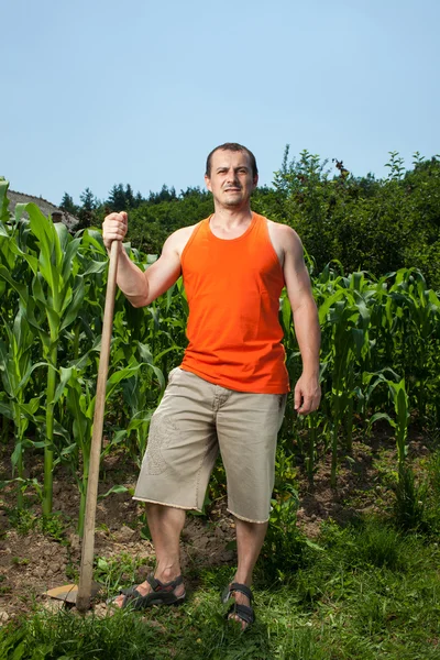 Młody rolnik w pobliżu pola kukurydzy — Zdjęcie stockowe