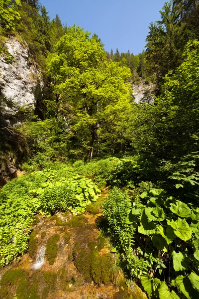 Bosque y montañas — Foto de Stock