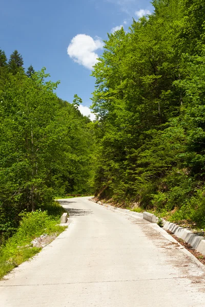 Road through forest in mountains — Stock Photo, Image