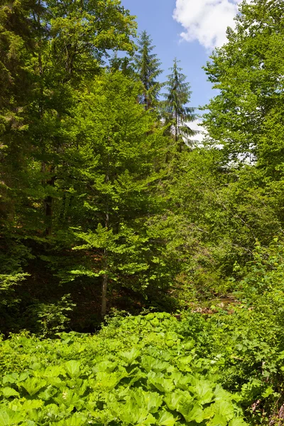 Лес и горы — стоковое фото