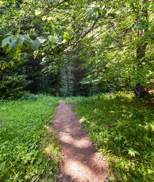 Wanderweg im Wald — Stockfoto