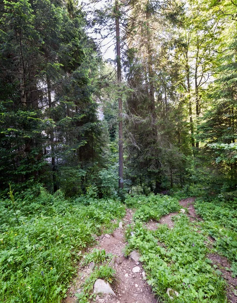 Trilha na floresta — Fotografia de Stock