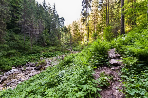 숲 속의 길 — 스톡 사진