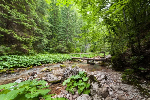 Wooden bridge over a creek — Stock Photo, Image