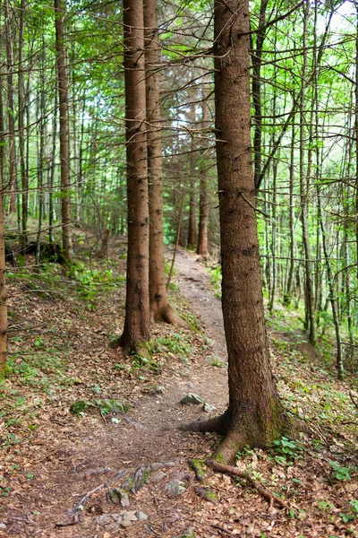 Sentiero nel bosco — Foto Stock