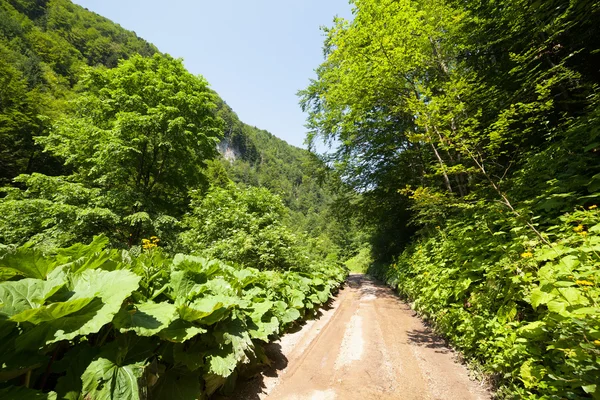 Strada attraverso la foresta in montagna — Foto Stock