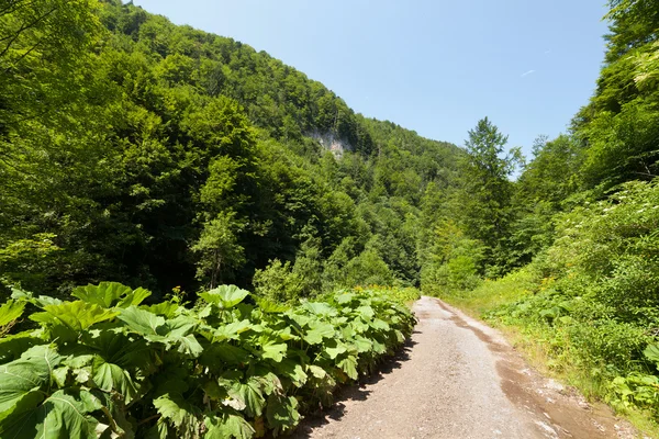 Estrada através da floresta nas montanhas — Fotografia de Stock
