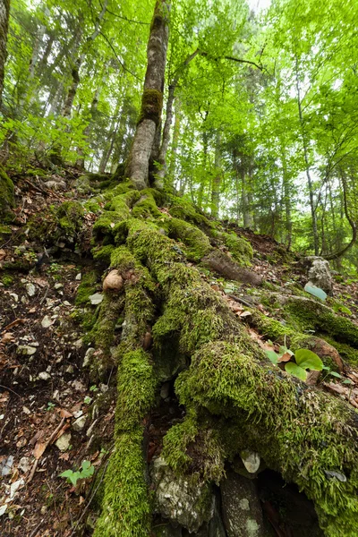 Radici di una vecchia foresta — Foto Stock