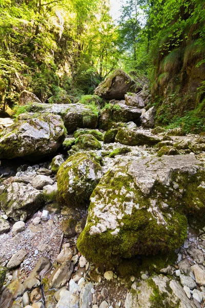 峡谷与长满苔藓的石头 — 图库照片