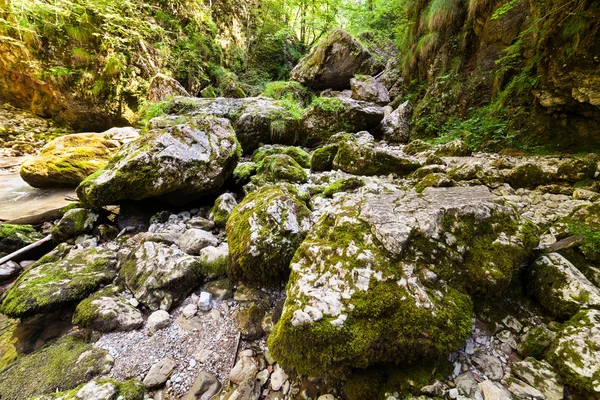 峡谷与长满苔藓的石头 — 图库照片