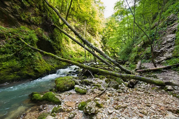 Büyülü orman — Stok fotoğraf