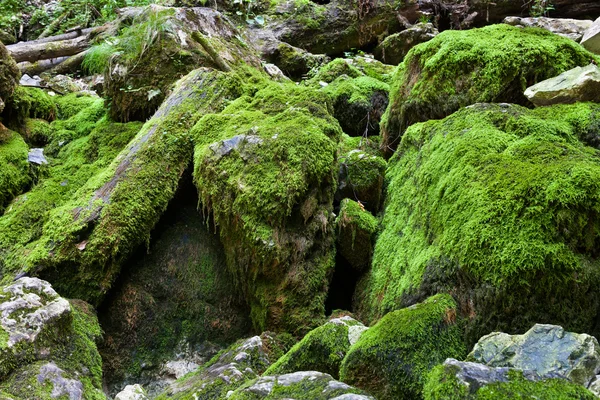 Enormes rocas musgosas —  Fotos de Stock