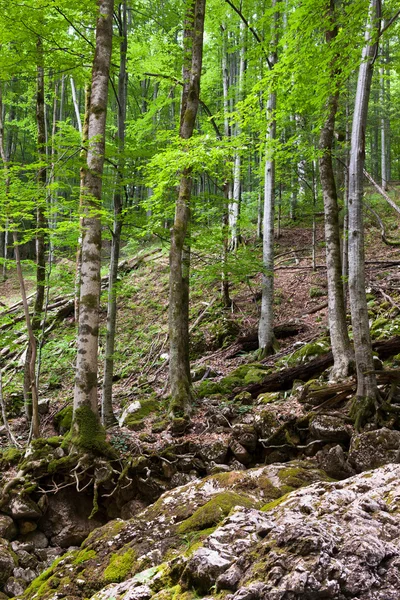 Старими буковими лісами — стокове фото