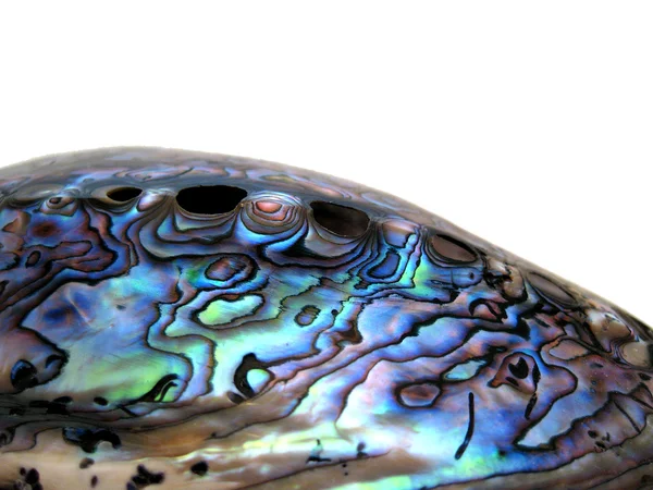 Mavi deniz hayvanı kabuğu — Stok fotoğraf