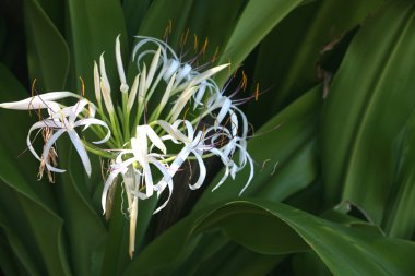 Spider lily clipart