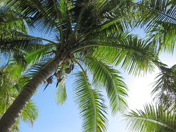 Palms trees — Stock Photo, Image