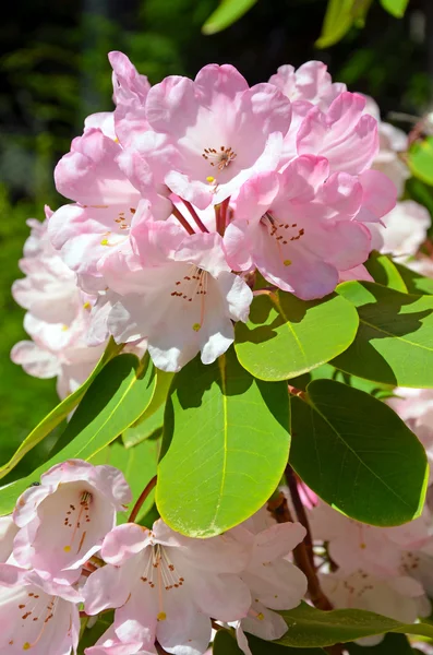 Růžové Rododendron květiny — Stock fotografie