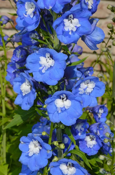 Delphinium niebieski — Zdjęcie stockowe