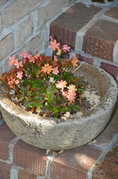 Stone flower planter — Stock Photo, Image