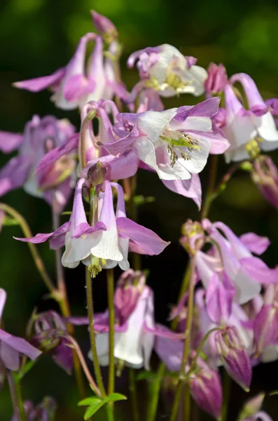 Paarse columbine bloem — Stockfoto