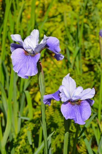 Dwa kwiaty purpurowe tęczówki — Zdjęcie stockowe