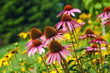 Purple coneflower clipart