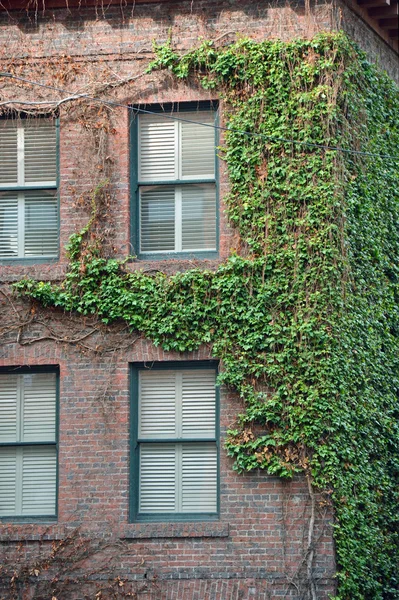 Ivy covered building — Stock Photo, Image