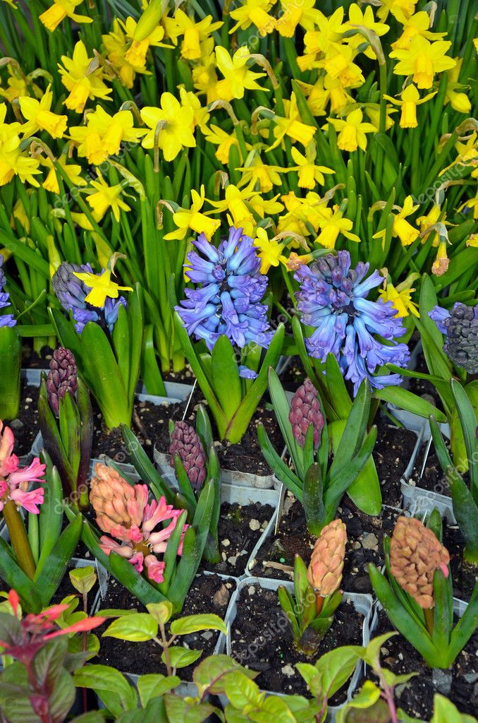 Daffodil and hyacinth flowers Stock Photo by ©montana 10951560