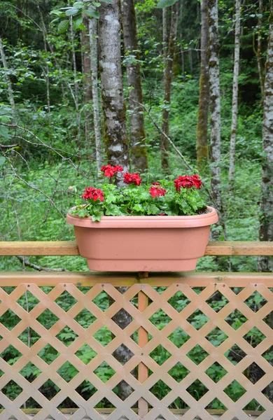 Red geranium planter — Stock Photo, Image