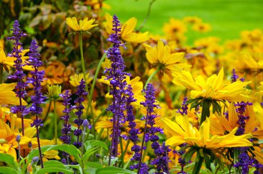 Purple salvia flowers clipart