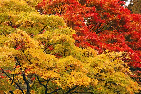 多彩秋天的树木 — 图库照片