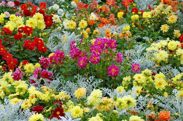 Vibrant spring garden — Stock Photo, Image