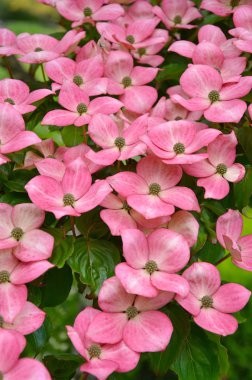 Pink kousa dogwood flowers clipart