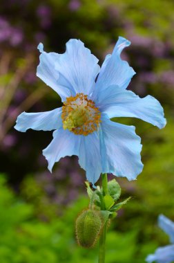 Blue himalayan poppy clipart